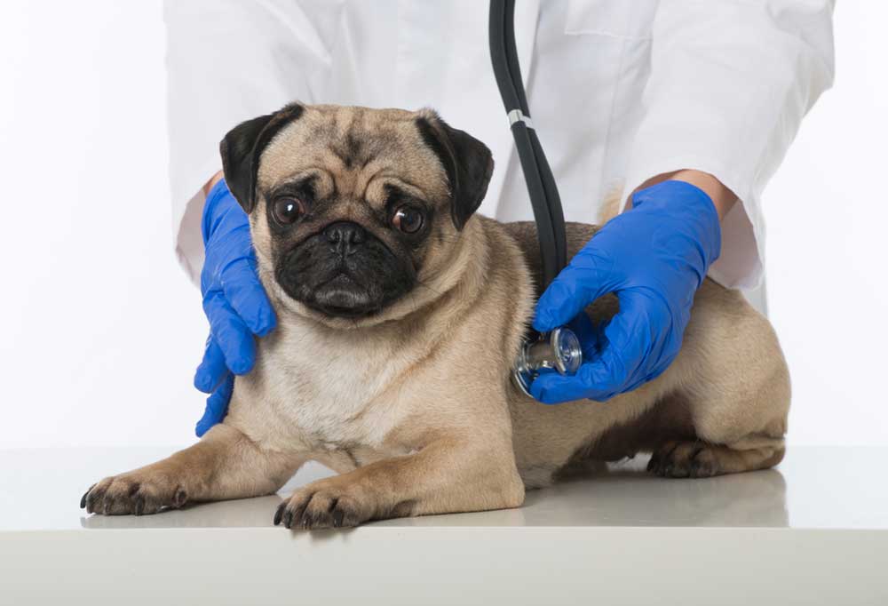 Life Expectancy for a Pug