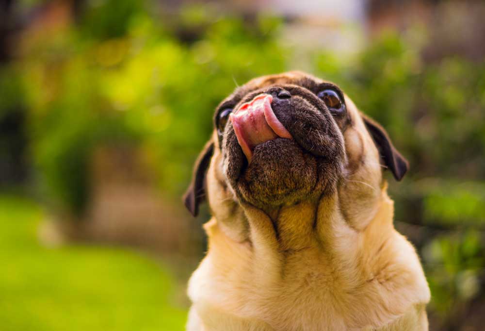 Why Do Pugs Lick So Much?