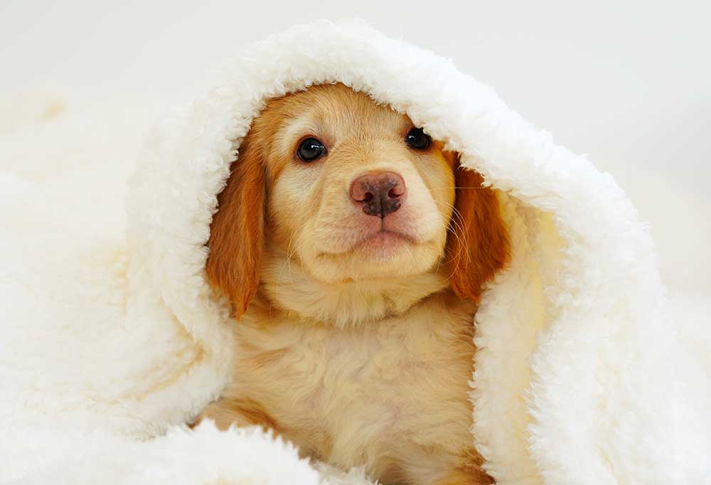 How To Sleep Train A Puppy