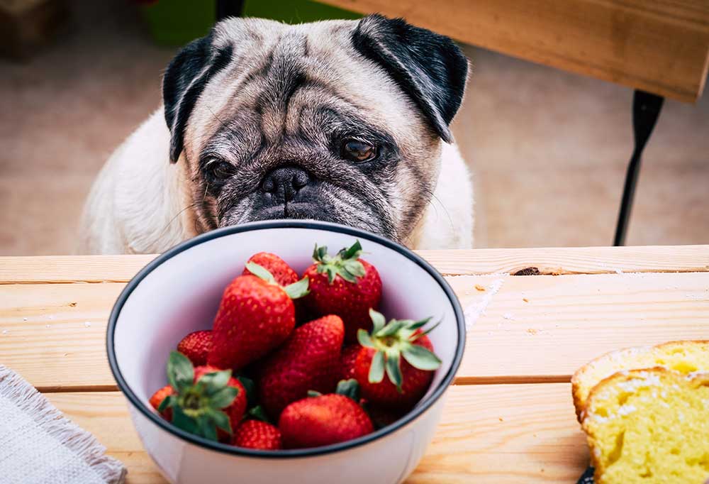 What Do Pugs Eat?