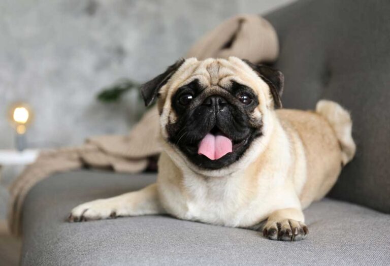Healthy Pug Vs. Unhealthy Pug