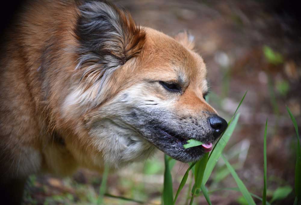 What Do Dogs Eat in the Wild?