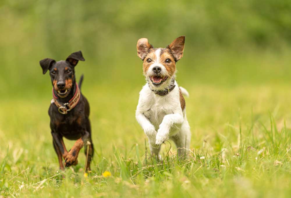 What is the Best Small Dog to Have?