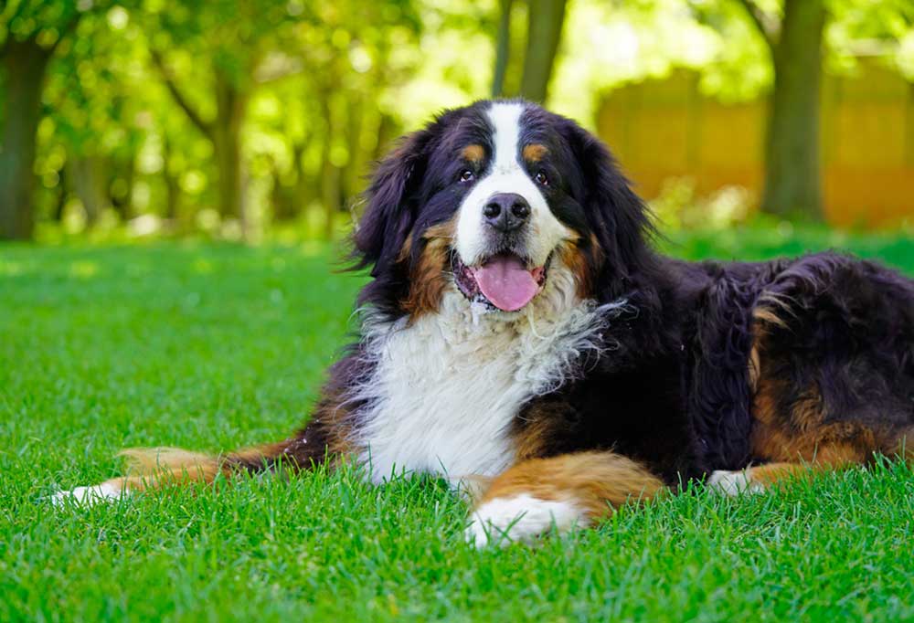 What Is the Most Passive Dog?