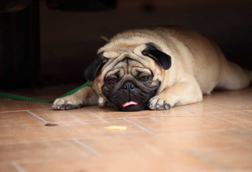 Can Pugs Eat Watermelon?