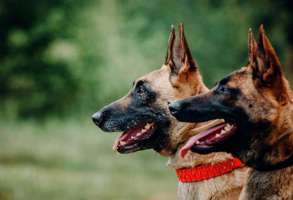 What is the Best Guard Dog for a Family?