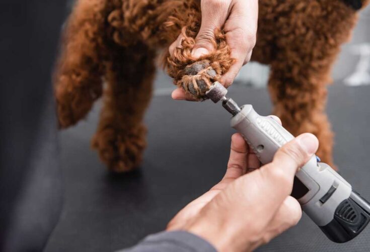 How Do You Know When to Stop Grinding Your Dog's Nails?