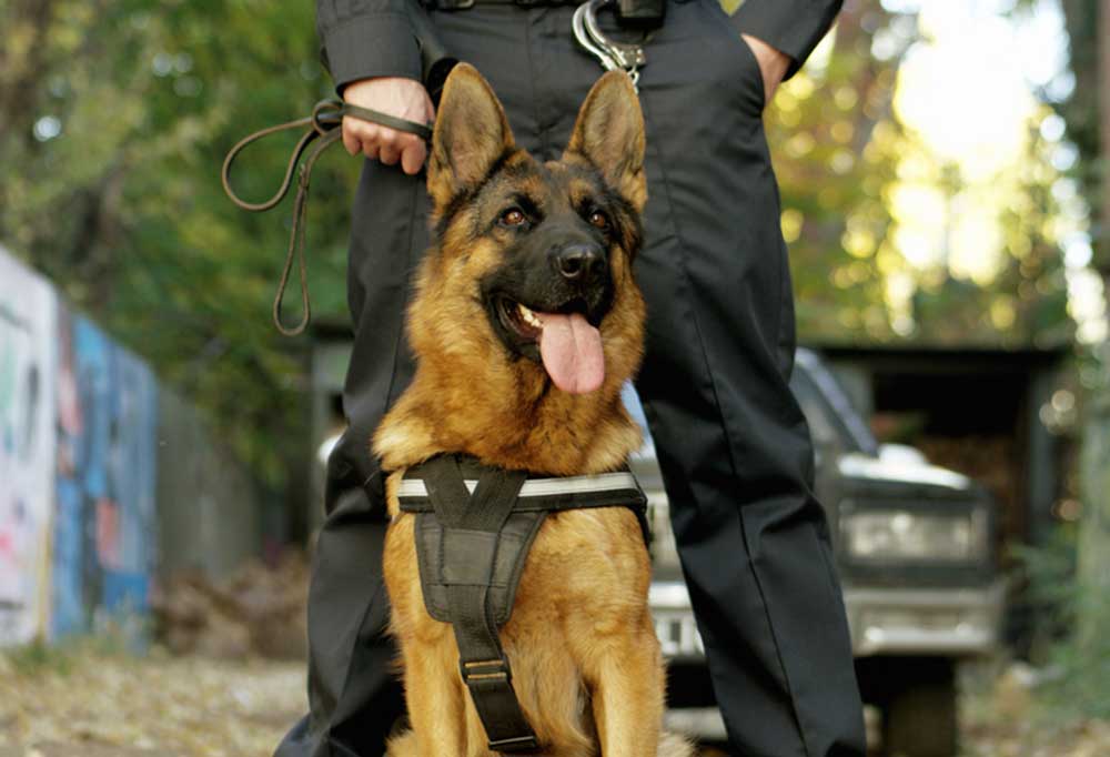 What is the Best Guard Dog for a Family?