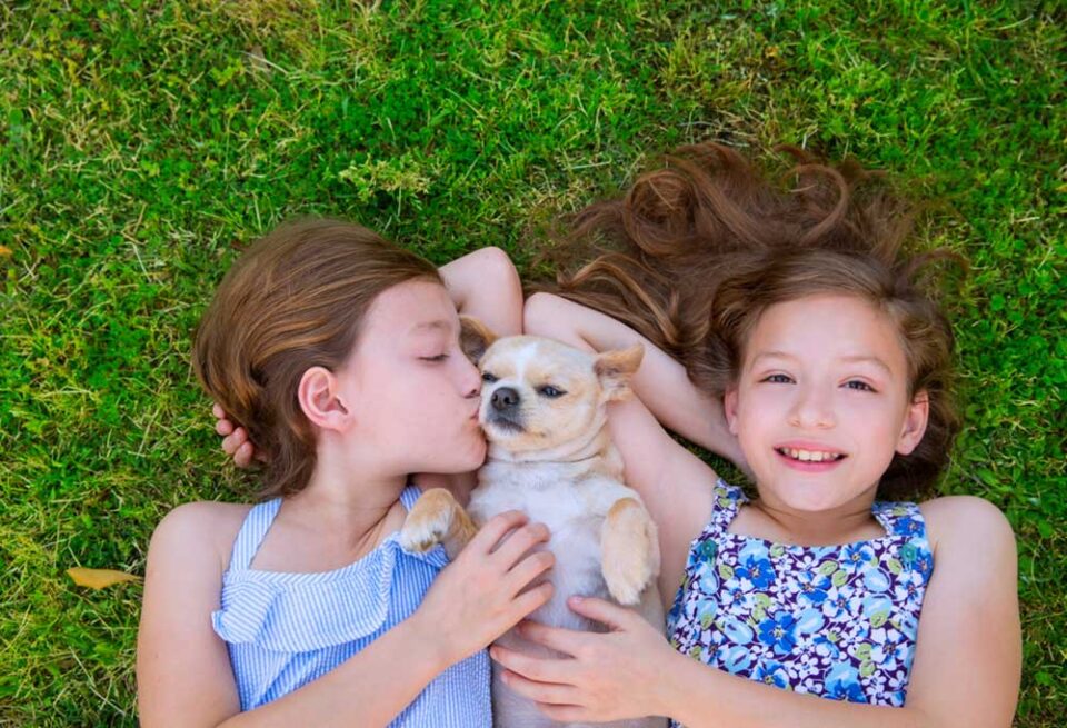 What is the Best Small Dog for a Family?