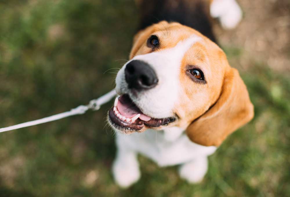 Are Beagles Easy to Train?