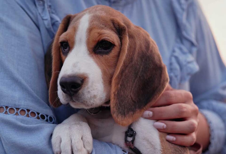 Do Beagles Make Good Pets?