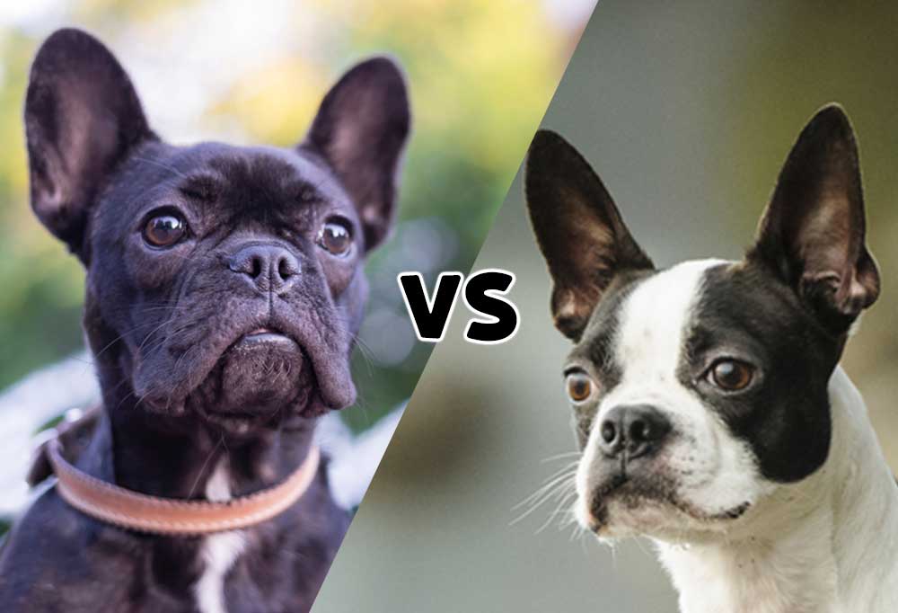 Are Boston Terriers Like French Bulldogs
