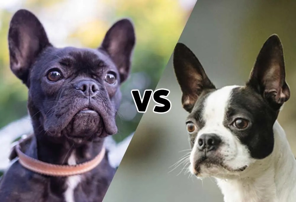 Are Boston Terriers And French Bulldogs The Same