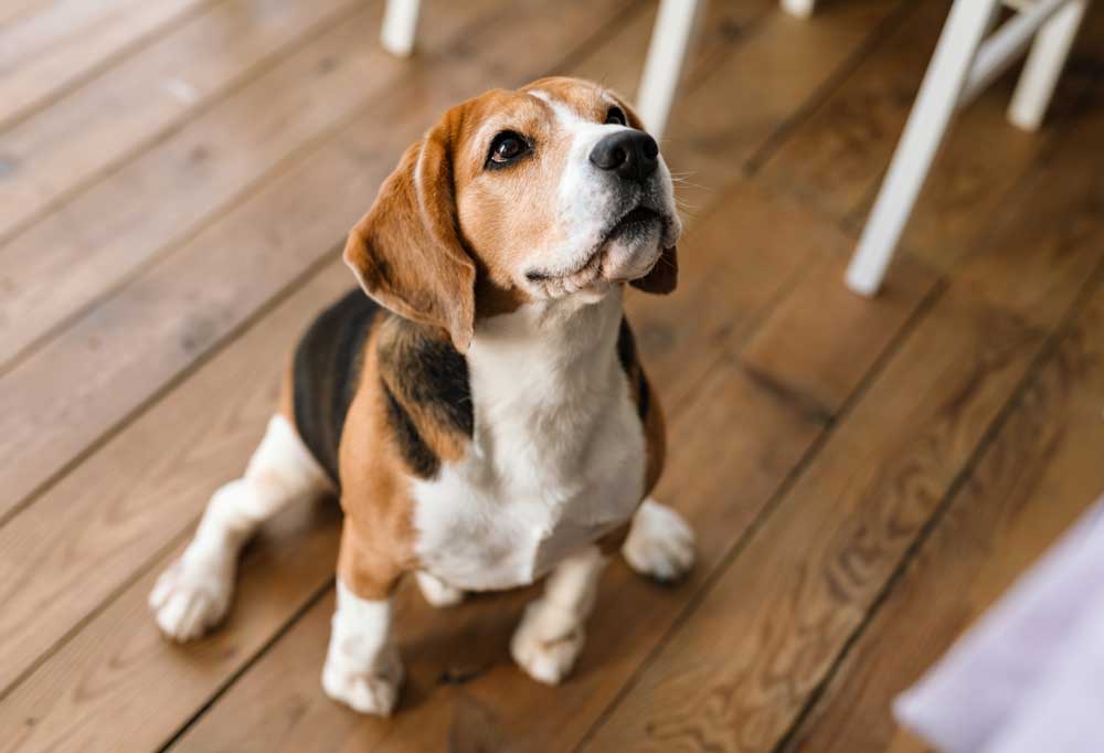 How Smart are Beagles?