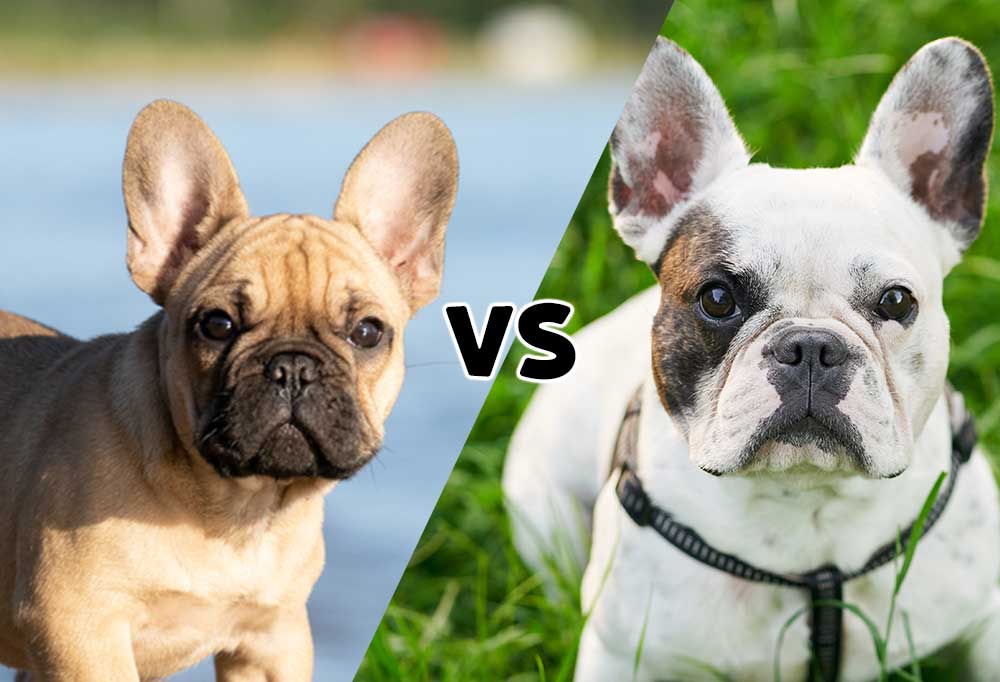 Are French Bulldogs Hyper Dogs