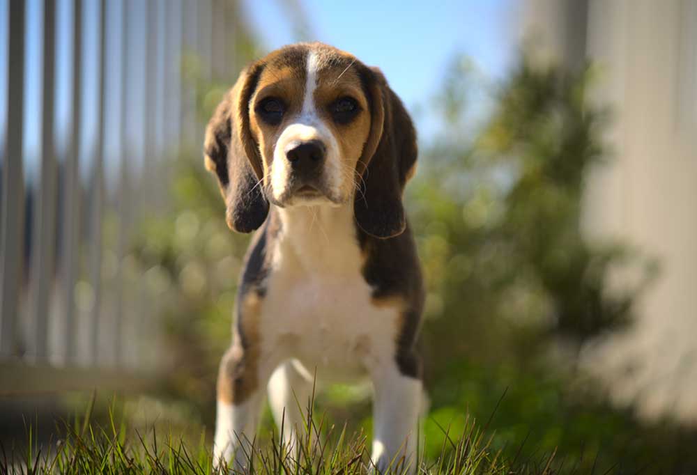 What is a Pocket Beagle?