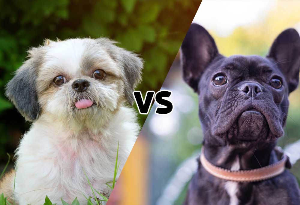 Frenchie vs. Shih Tzu