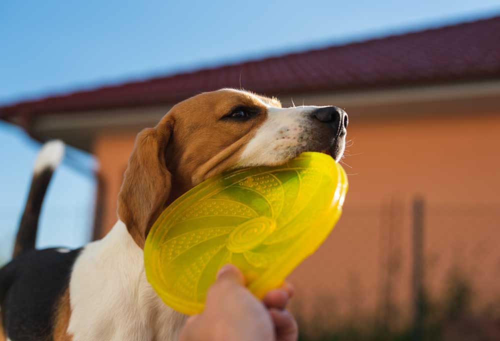 Why are Beagles the Worst Dogs?