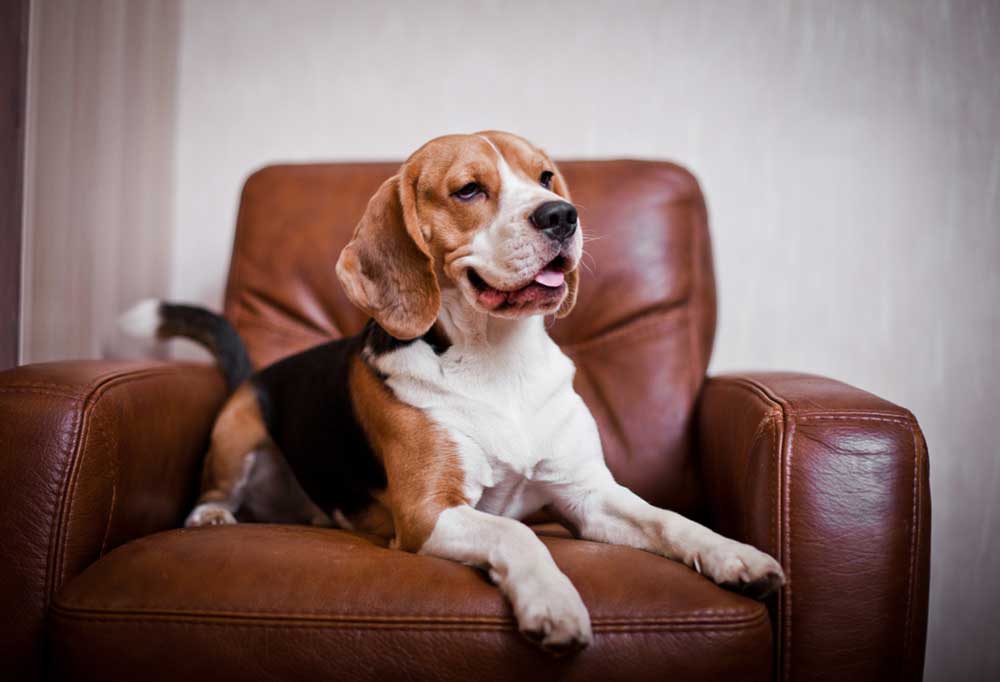 Do Beagles Make Good Pets?