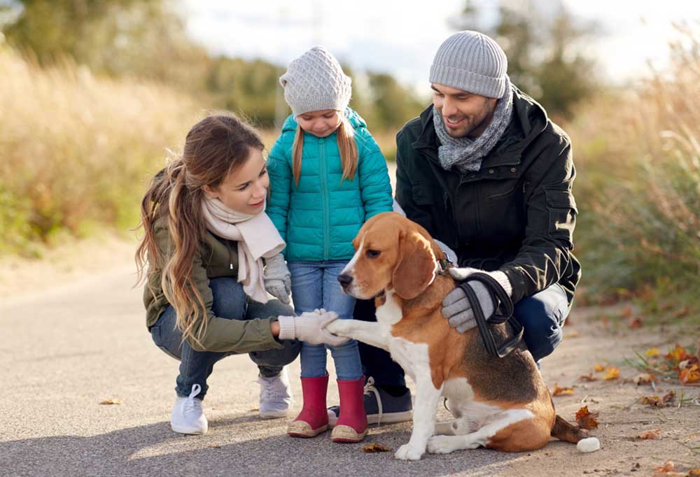 Do Beagles Make Good Pets?