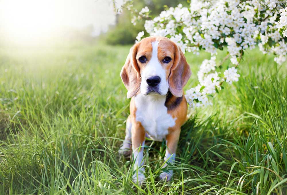 Do Beagles Shed a Lot? 2