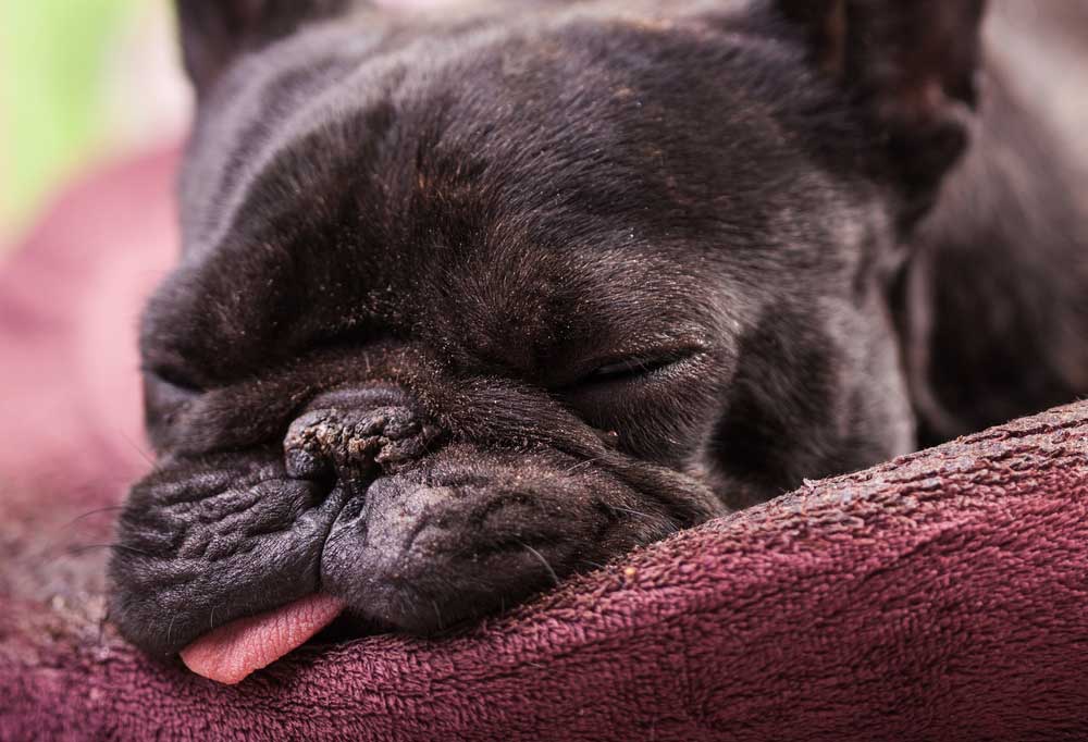 Should I Let My Frenchie Sleep with Me?