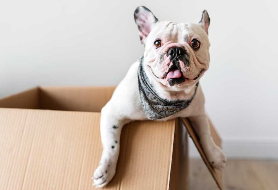 How Much Does a Frenchie Cost?