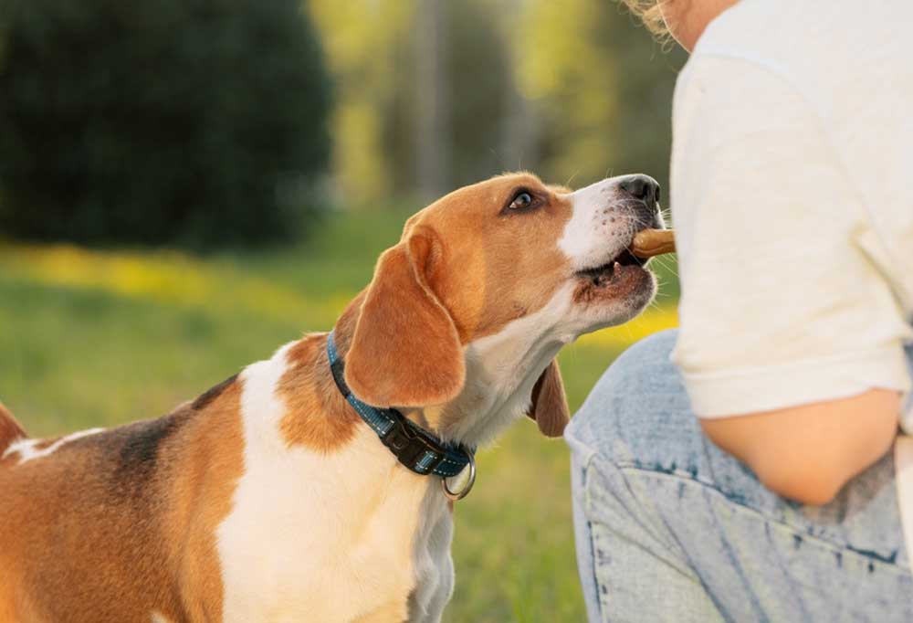 What Size Crate for a Beagle?