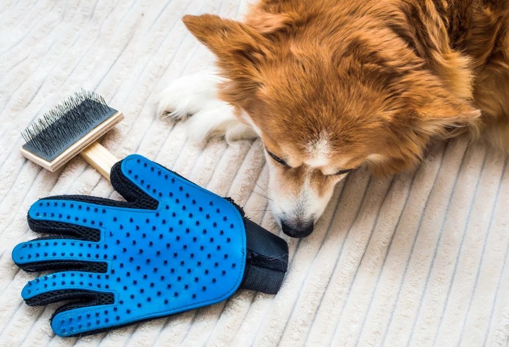 What is Deshedding and Why is it Important?