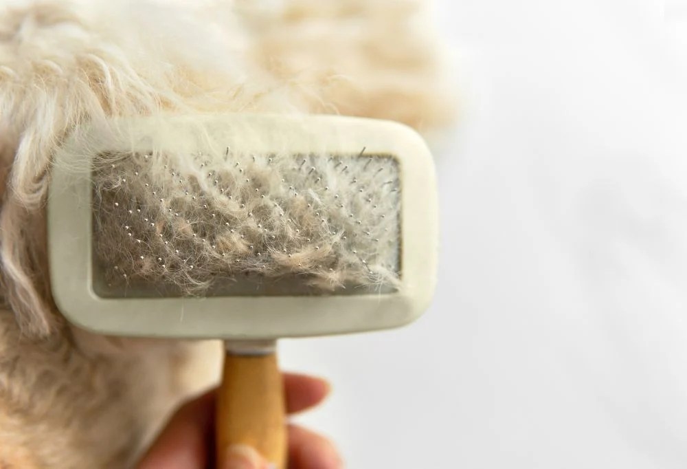 How Can I Tell If My Dog's Shedding is Abnormal or a Sign of an