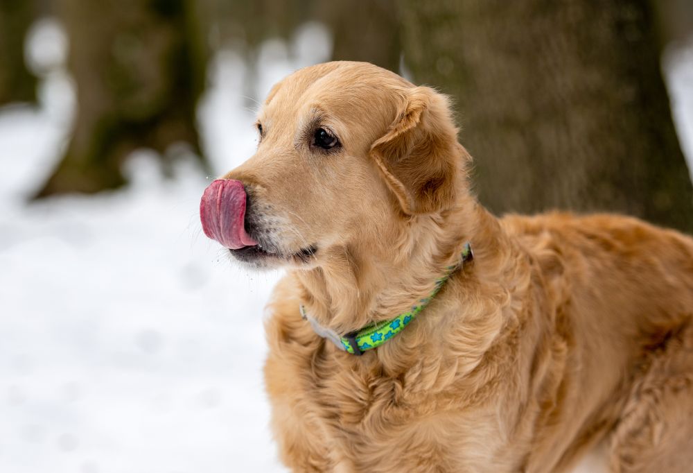 Can Dogs Survive Cold Weather?