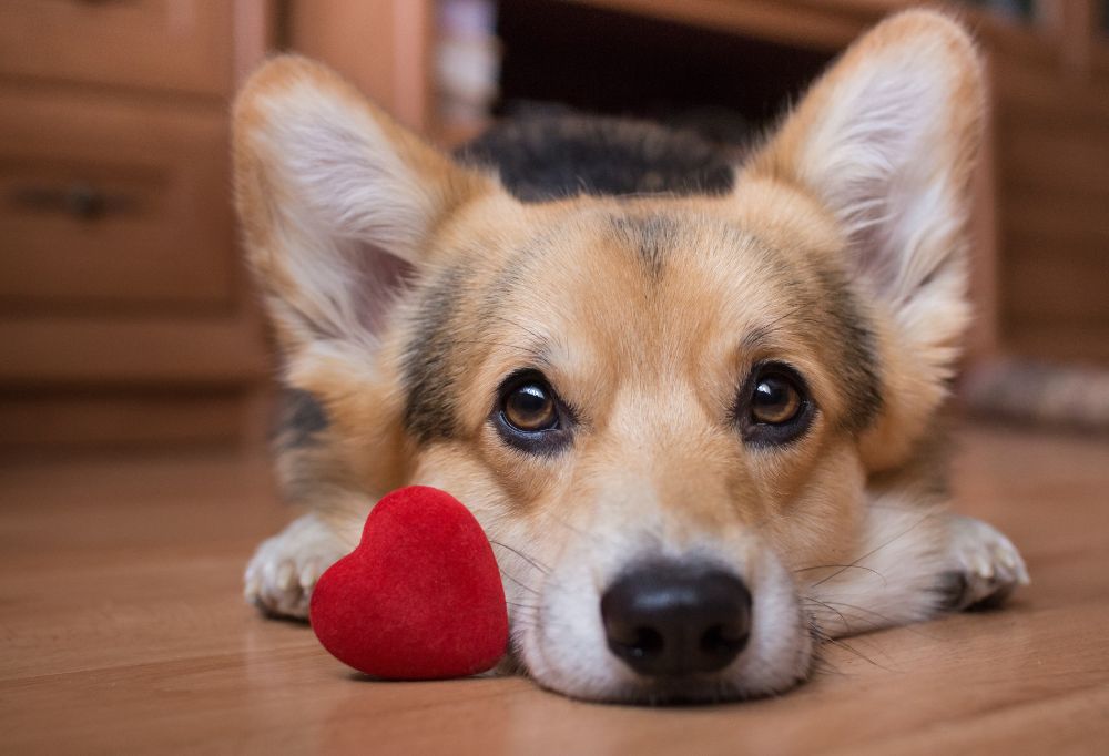 Can Dogs Get Heartworm in the Winter?