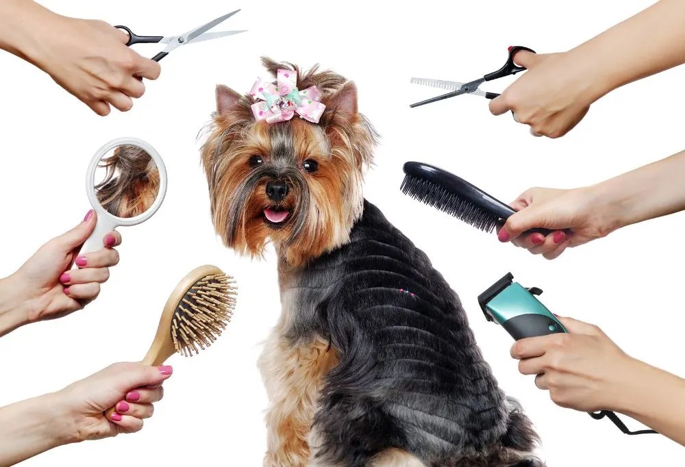 How Can I Deshed My Dog Without Causing Them Any Pain?