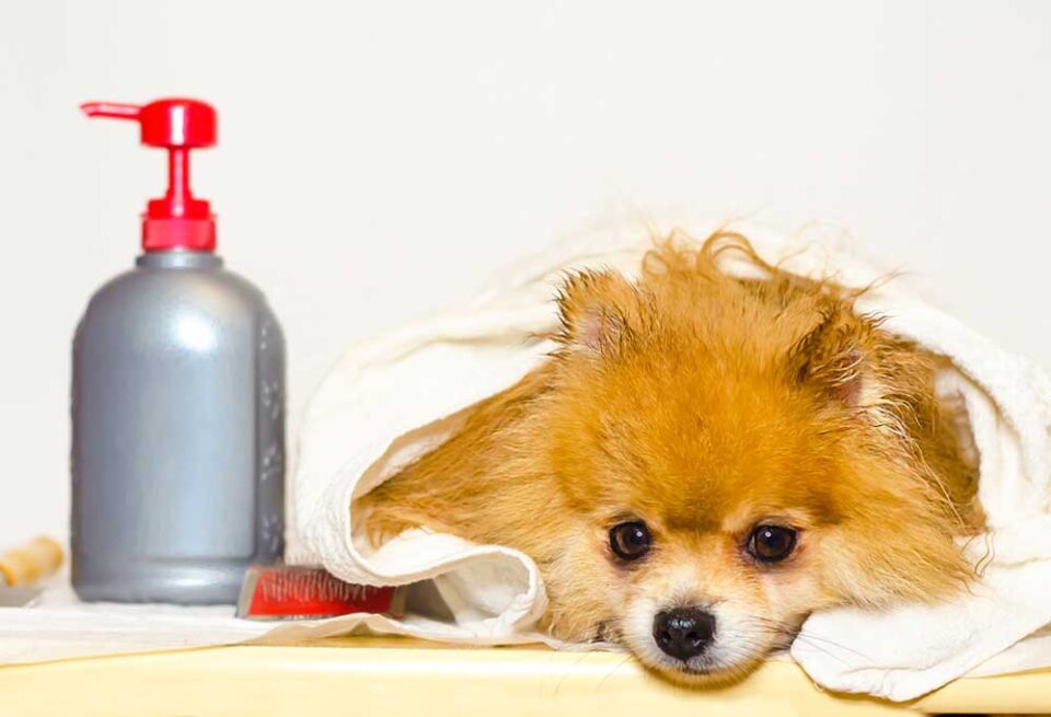 Homemade Dog Shampoo for Itchy Skin