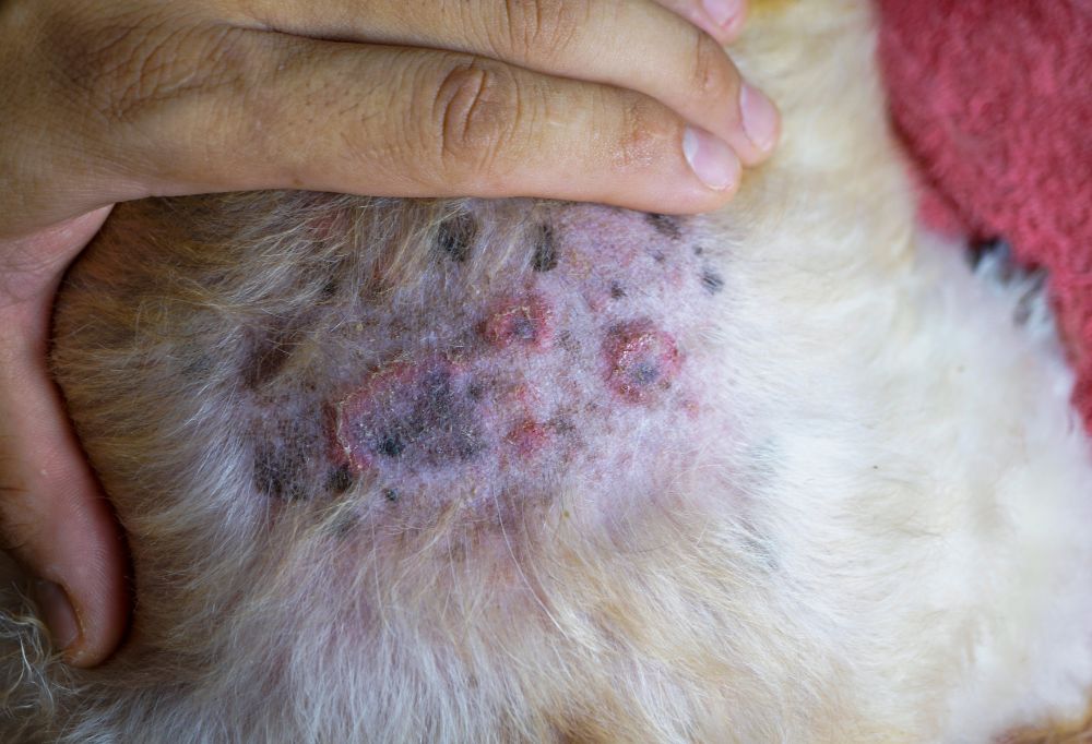 What Should I Do If My Standard Poodle Has Skin Irritation or Rash? Quick Solutions to Help Your
