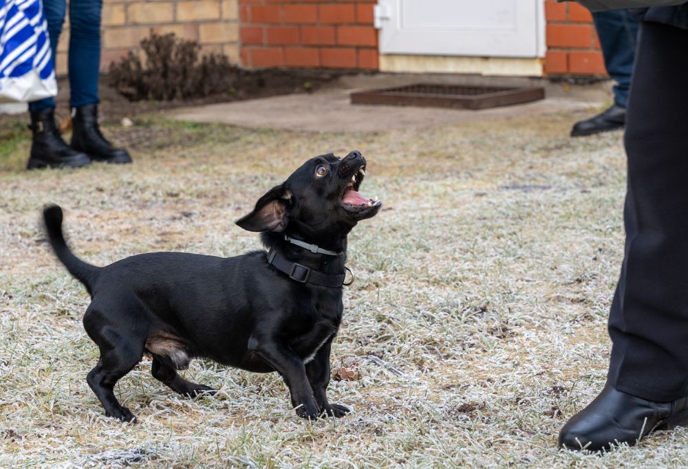 Do Dachshunds Bark a Lot?