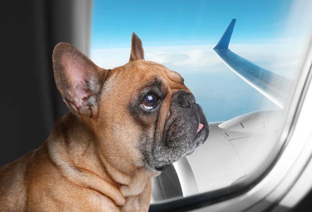 What are the Airline Regulations for Traveling with Dog?