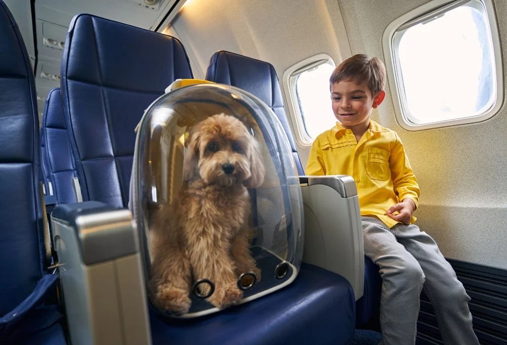 What are the Airline Regulations for Traveling with Dog?