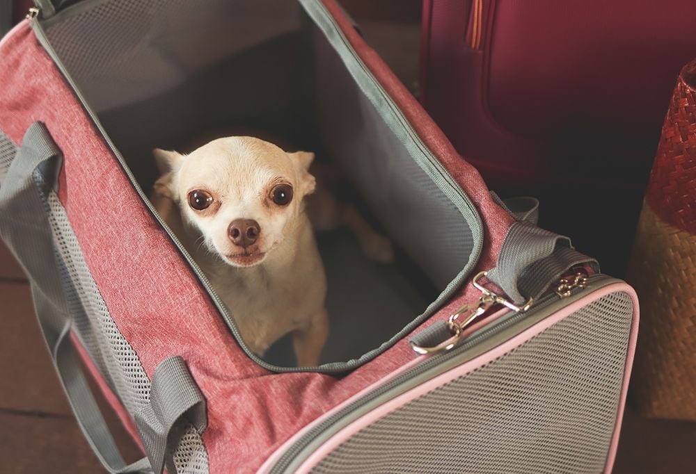 What are the Airline Regulations for Traveling with Dog?
