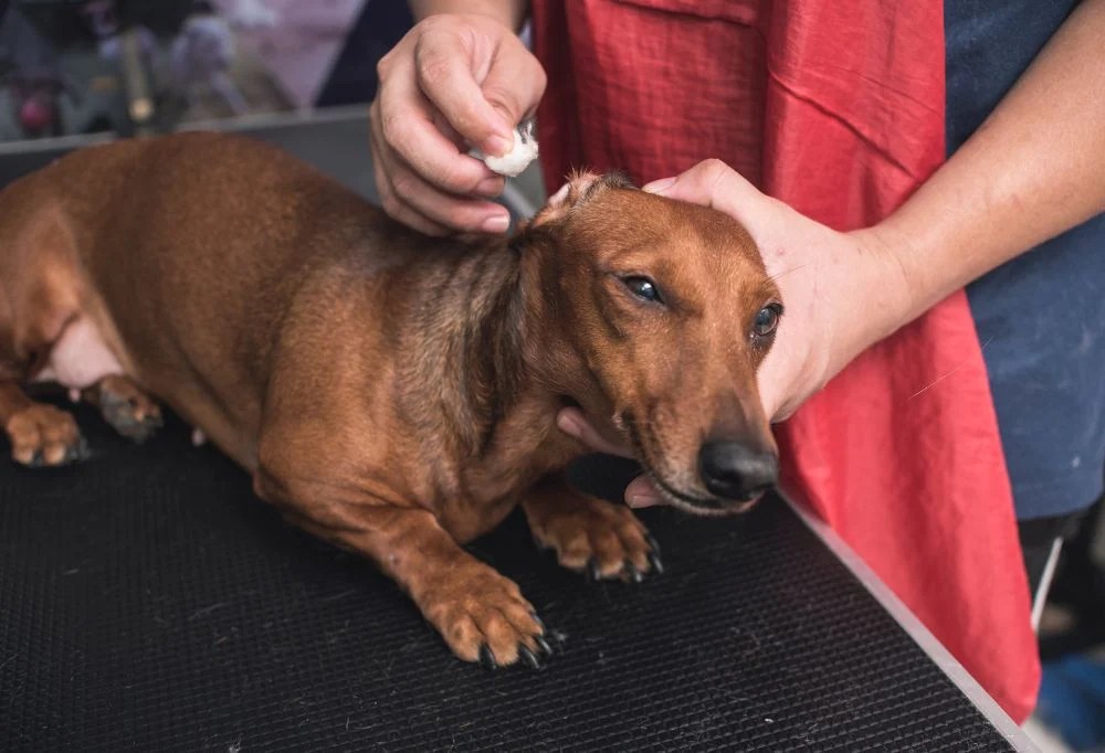 How do I groom my Dachshund?