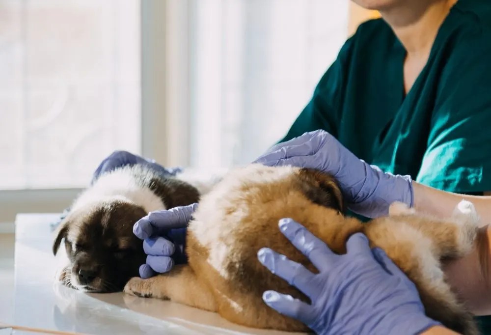 What Pet Insurance Covers When Traveling with Dogs?