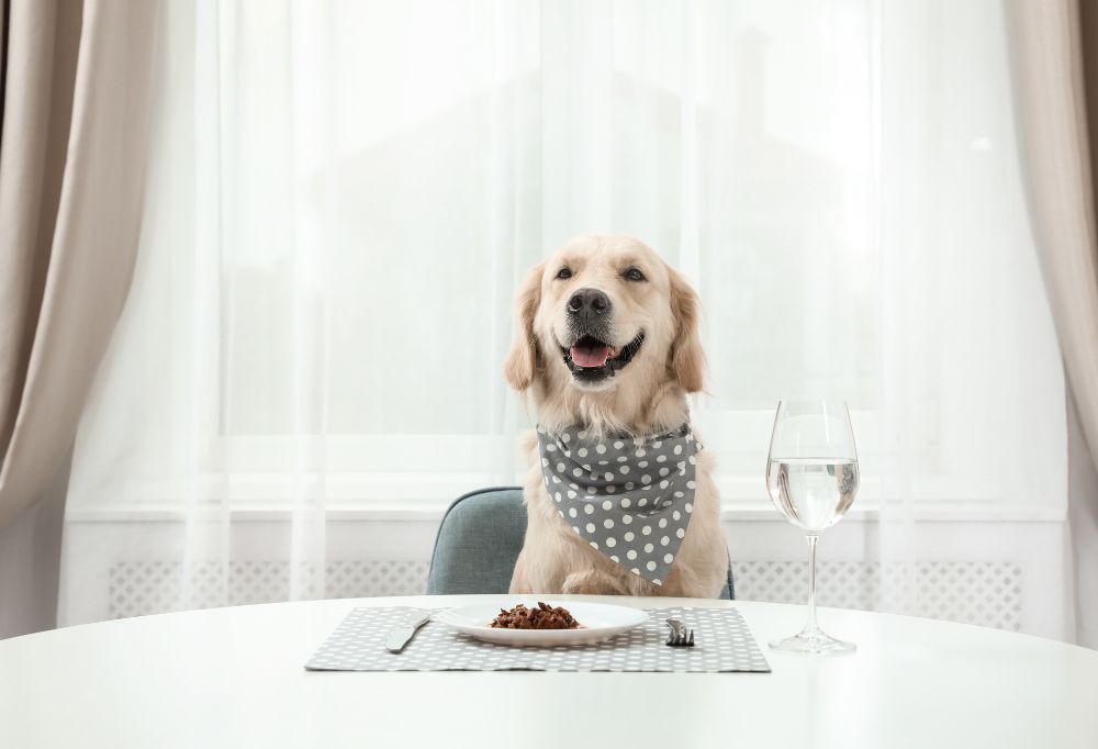 Best Hotels that Embrace Multiple Pets for a Memorable Stay