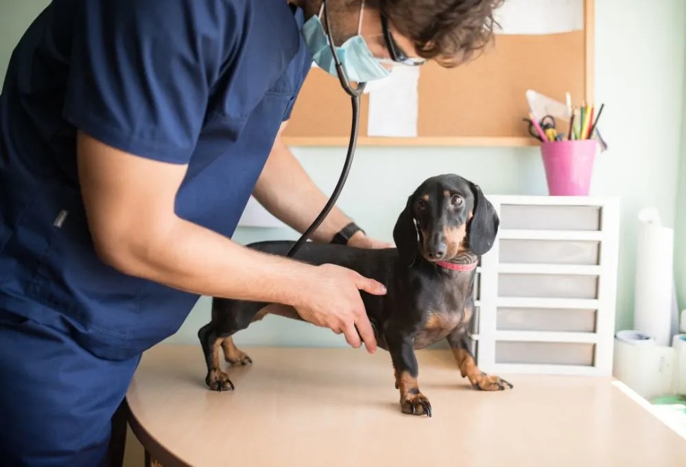 What Health Problems are Common in Dachshunds?