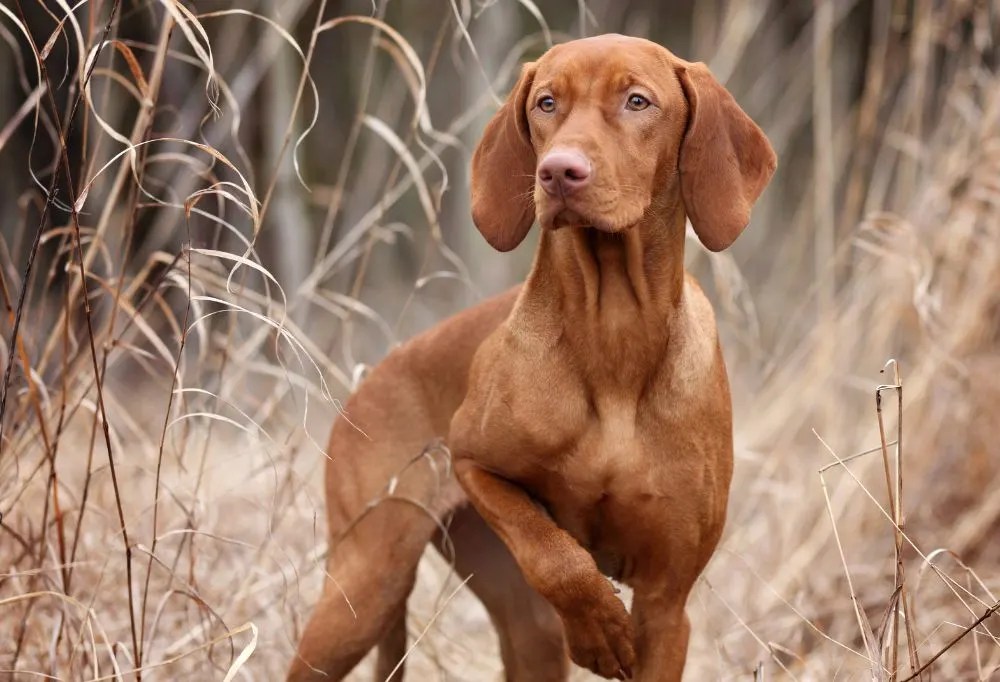 What's the Best Way to Housebreak a Dachshund?
