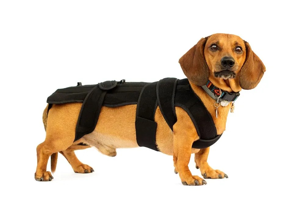 What Health Problems are Common in Dachshunds?