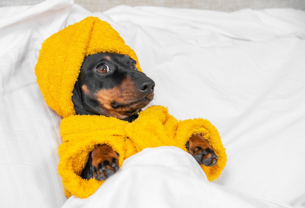 PetFriendly Hotels That Allow Large Dogs