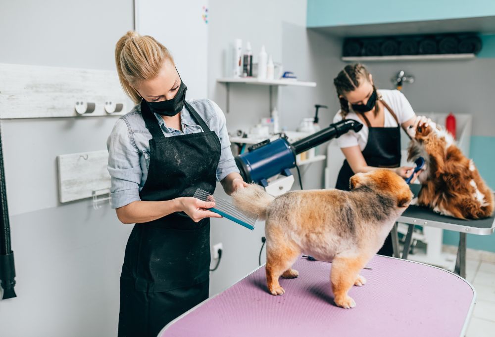 From Leakage to Relief Understanding and Conquering Dog Anal Gland Leaking Issues