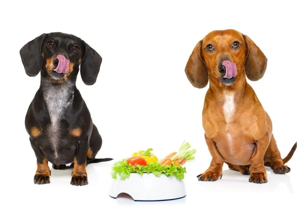 What is the Best Diet for a Dachshund?