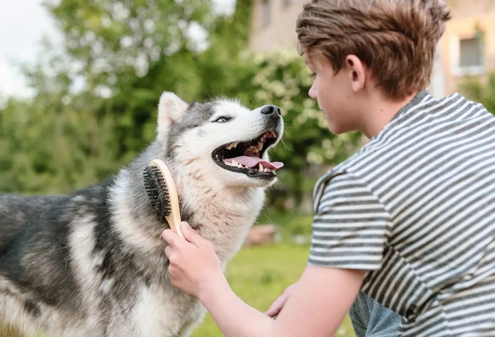How Much Grooming Do Huskies Require?