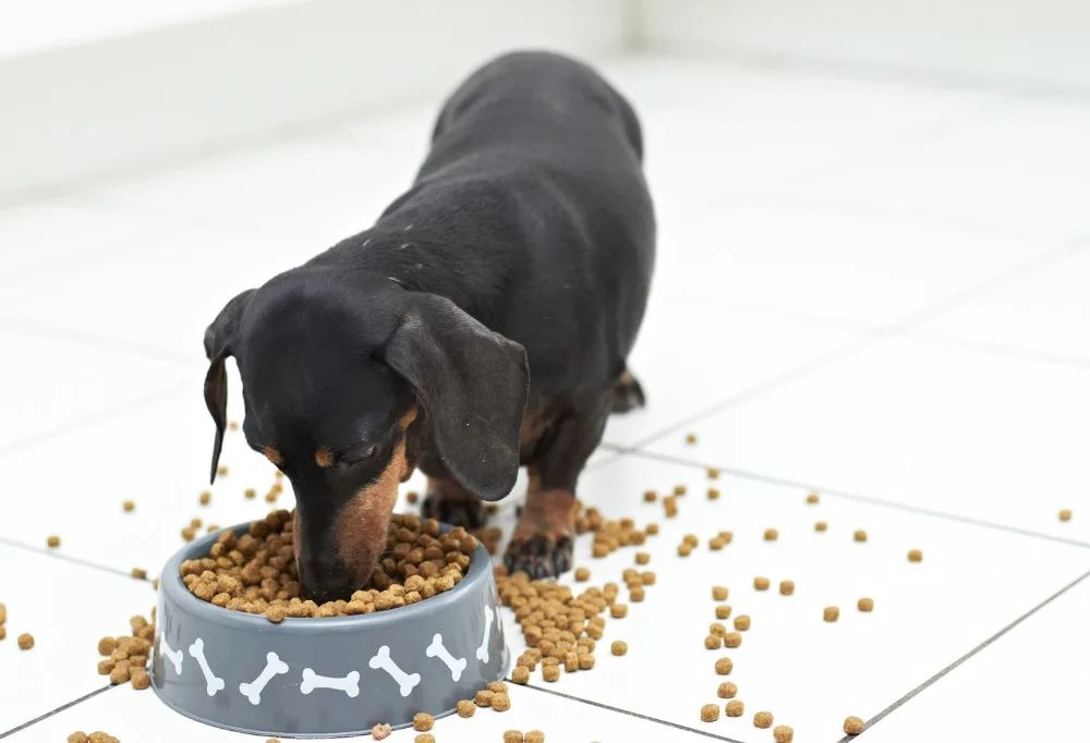 What is the Best Diet for a Dachshund?